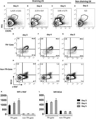The Transcription Factor c-Maf Promotes the Differentiation of Follicular Helper T Cells